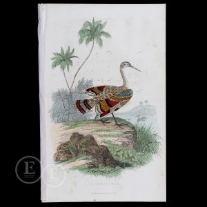 May include: A vintage illustration of a bird with a long neck and colorful feathers standing on a rock. The bird is surrounded by green foliage and palm trees. The text "LE COURALE MALE" is printed below the image.