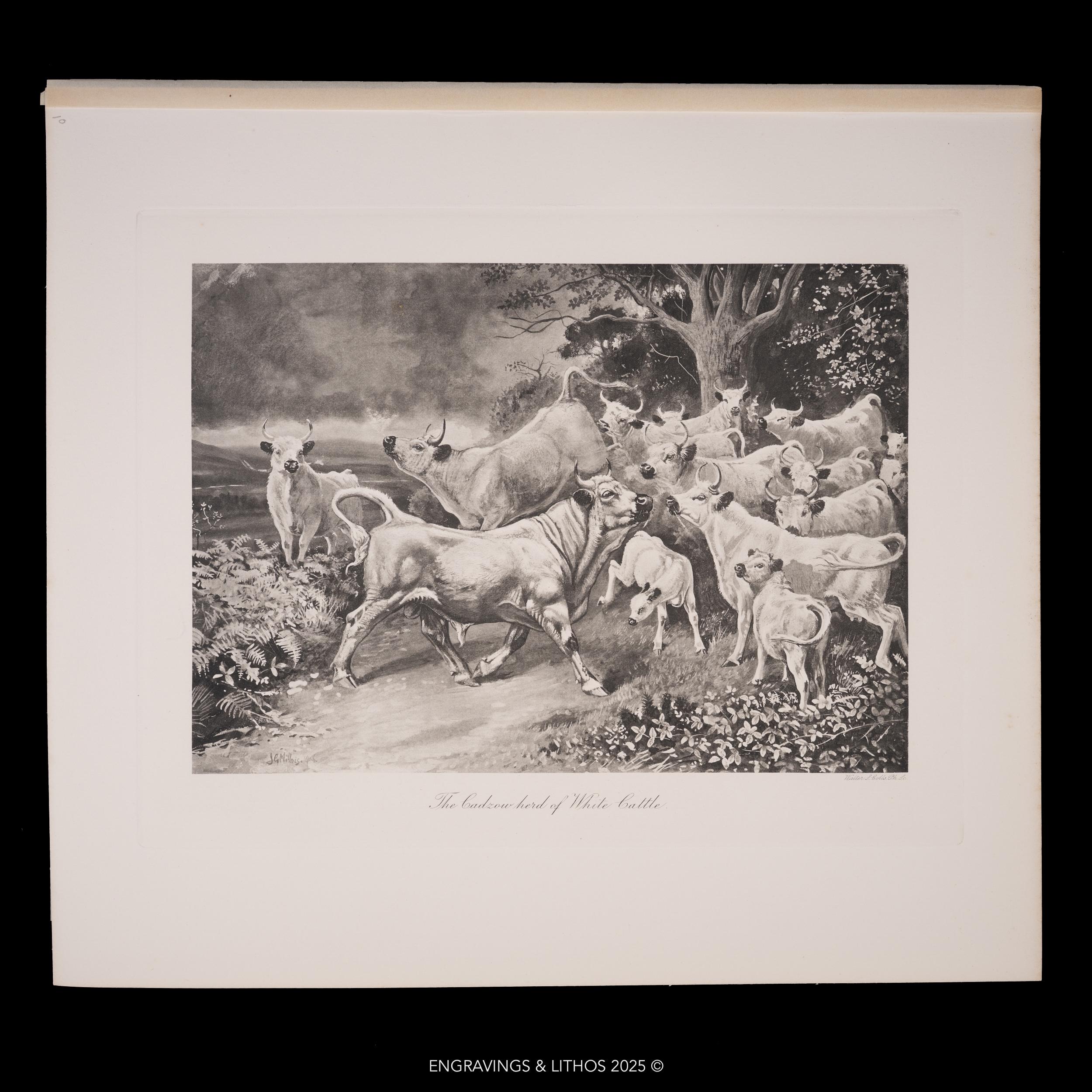 The Cadzow Herd of White Cattle / Heliogravure Etching "the Mammals of ...