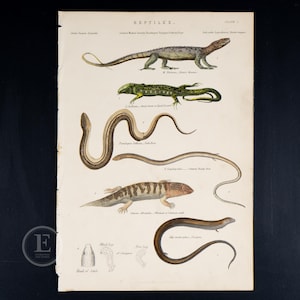 1859 REPTILER: Ödlor - Nilvaran, Stor grön ödla, Benlös ödla - Svår att hitta "Naturhistoriska museet" HANDFÄRGADE!