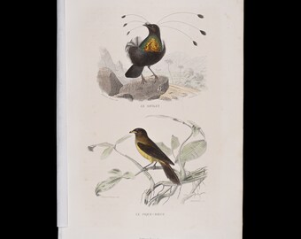 Western Parotia and yellow-billed oxpecker / Hand-colored plate from "Ouvres Complete de Buffon" 1866