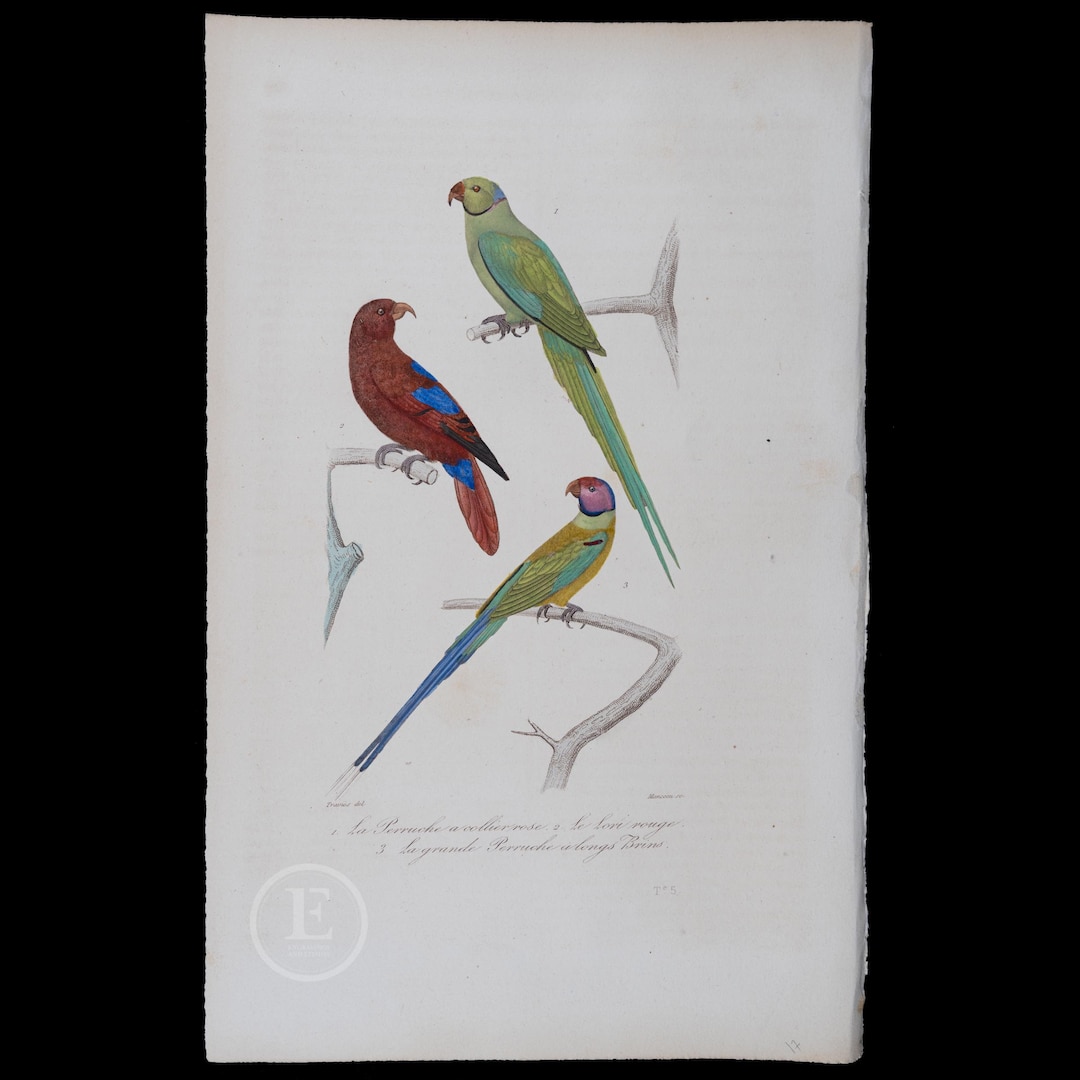 1837 PARAKEETS and RED LORY - Hand-colored Steel Engraving With Gum ...