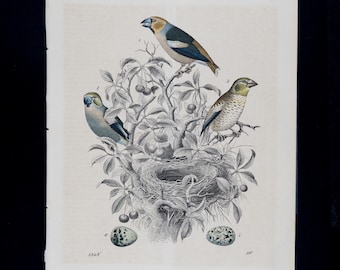アンティーク　フレーム 鳥の絵画　リトグラフ 手彩色の古いリトグラフ 鳥と遊ぶ，という題名で，鳩と遊ぶ子供たちの