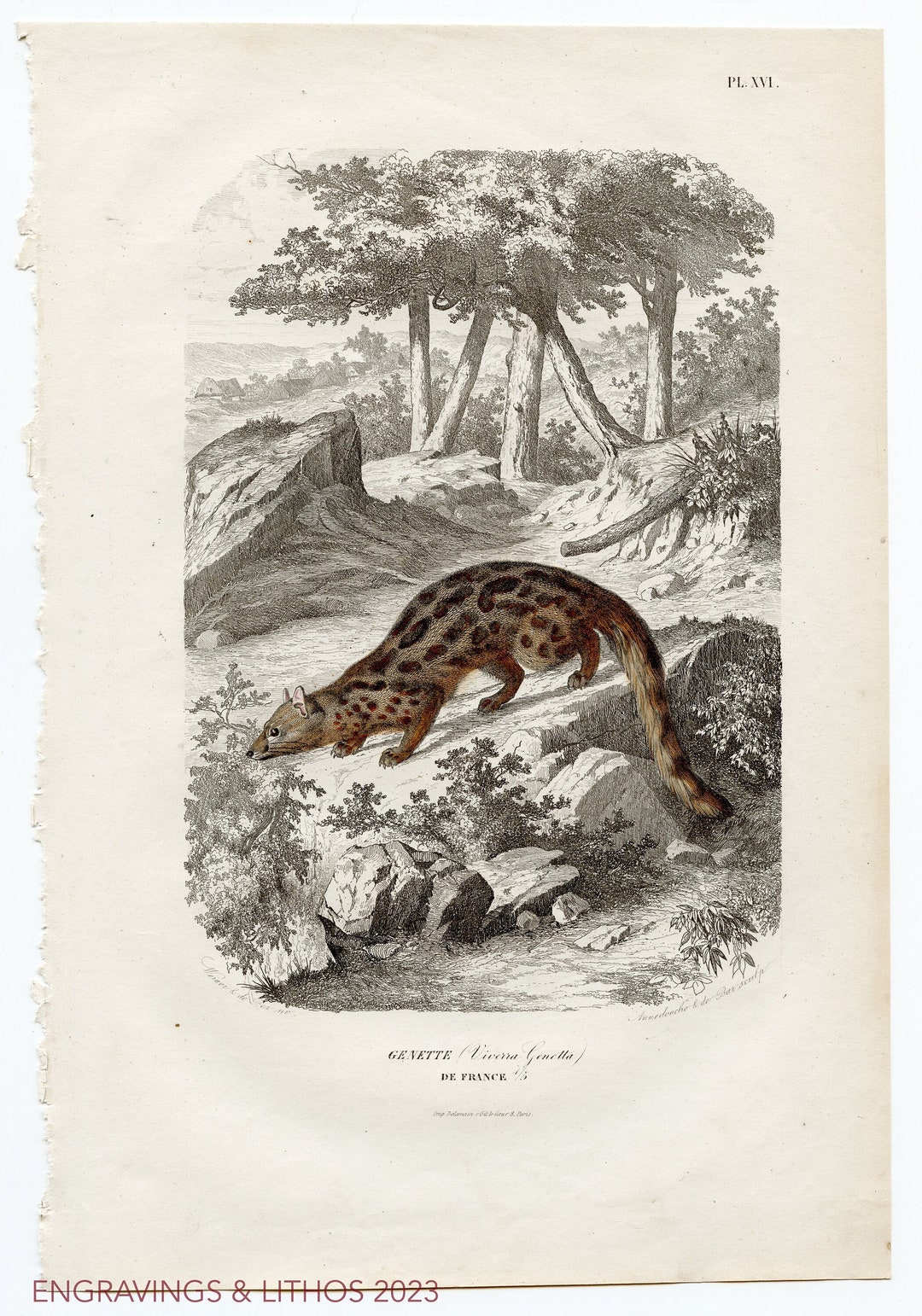 Genet Original Litho From histoire Naturelle Des - Etsy