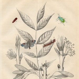 1850 The Common Ash Tree and its Inhabitants: Spanish fly,  silkworm - Rare plate from &quot;Book of the World - &quot; - Hand colored