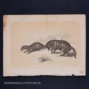 1851 ICHNEUMON and CIVET – Antique Lithograph – Original The Natural History of the Sacred Scriptures, and Guide to General Zoology