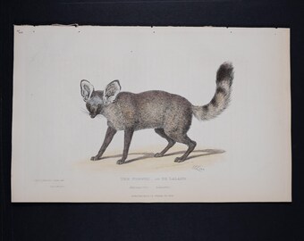 1827 VENNEVOS - (Megalotis Lalandi) (illustratie wilde dieren), met de hand gekleurde gravure uit een Frans natuurhistorisch boek