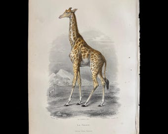 1879 Giraffe - Original steel engraving Plate from "Galerie D'Histoire Naturelle" Buffon, HAND COLORED - 144 years old!