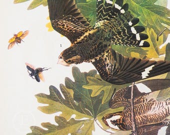 1937 NIGHTHAWK - Vintage Druck von „John James Audubon Birds of America – 1 Print und 1 gratis!