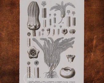 ANCIENT FOSSILS:  Lily-shaped Encrinus, Pentacrinus, Eugeniacrinus, Solanocrinus, Millericrinus   - Original Lithography of Fossils ca 1910