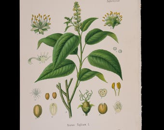 Planta de aceite de crotón (Croton tiglium) – Lámina botánica antigua de Plantas Medicinales de Kohler