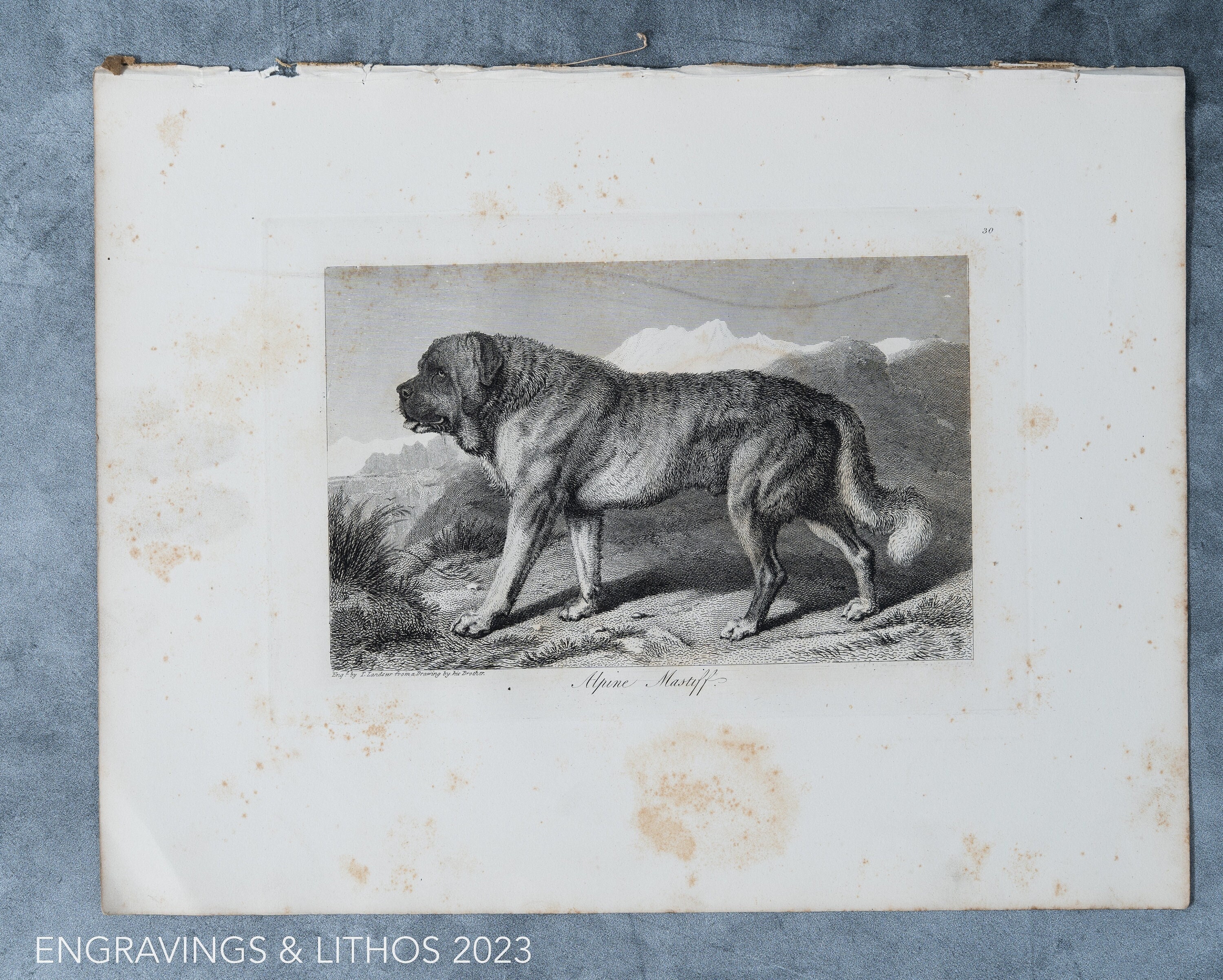 Alpine Mastiff - Original out of Engravings of Lions, Tigers, Panthers, Leopards, Dogs, - Sir Edwin Landseer - London 1853