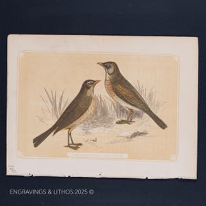 Puede incluir: Una ilustración vintage de dos pájaros marrones y blancos posados ​​en un suelo cubierto de hierba. Los pájaros se miran y el texto "THE REDWING & FIELDFARE" está impreso debajo.