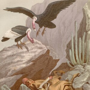 1865 The Prey of the Condors - Rare plate from &quot;Book of the World &quot; - Hand colored original, Old Original Print