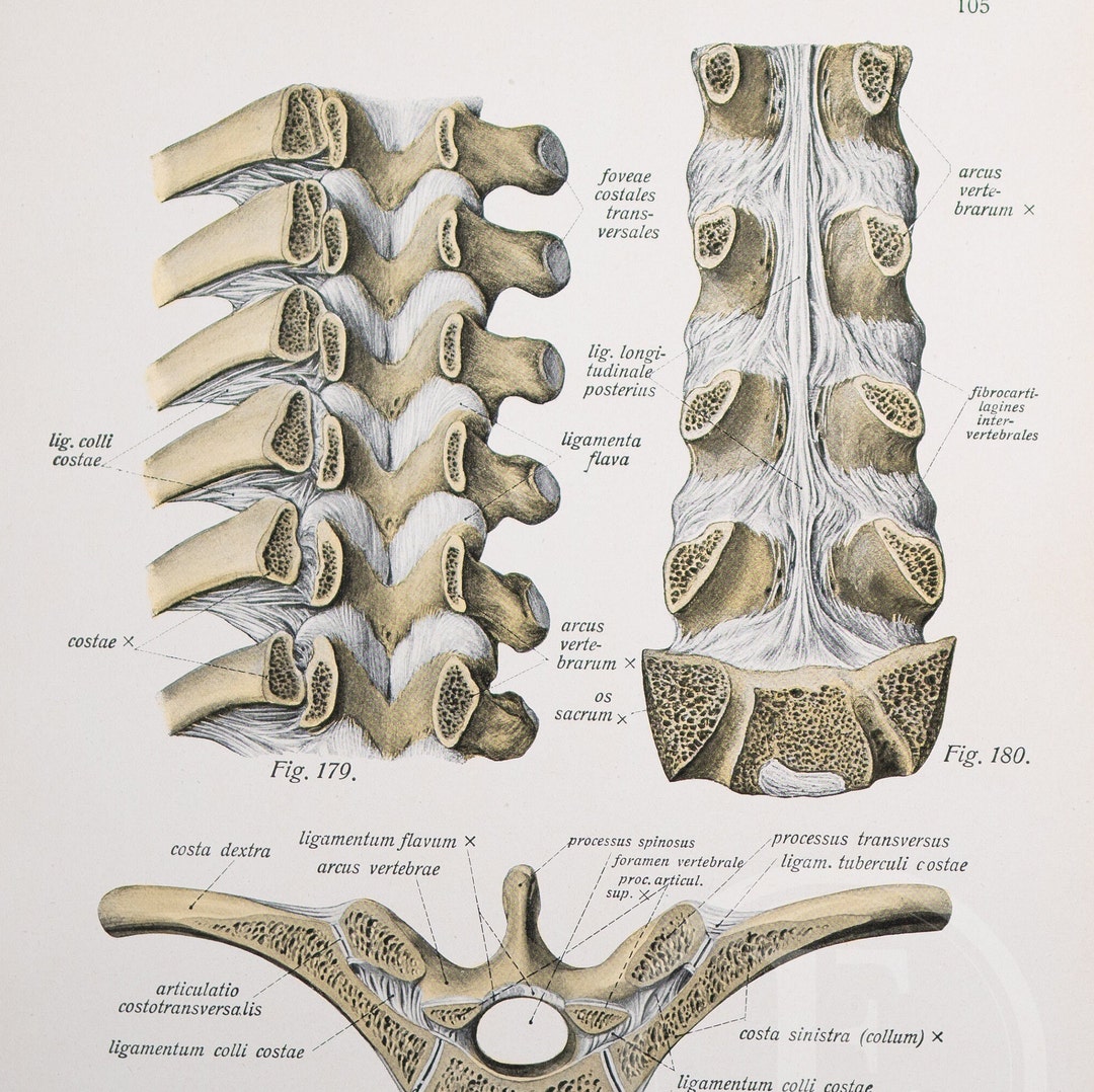 Costovertebral Joints / Spine and Rib Joints / Human Anatomy