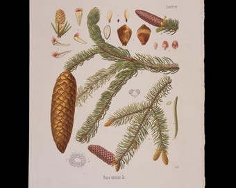 1887 NORWAY SPRUCE (Picea Excelsa) – Antique Botanical Print from Kohler’s Medicinal Plants