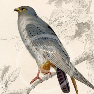 1849 - Red-footed Falcon  – d’Orbigny Natural History Engraving, Hand-Colored – d’Orbigny Natural History Engraving, Hand-Colored