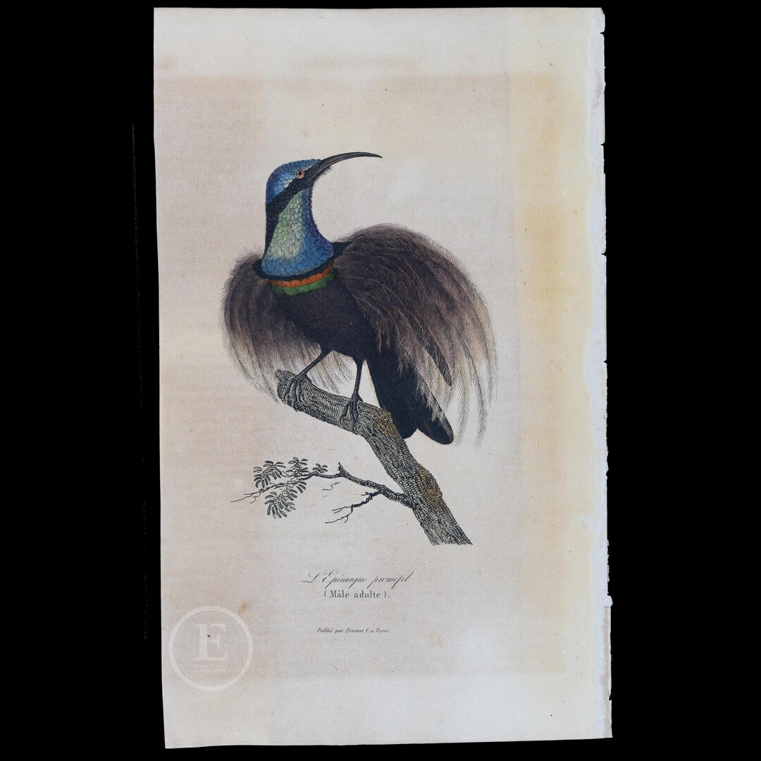 Magnificent Riflebird Drawing 1840 MAGNIFICENT RIFLEBIRD - Hand-colored Steel Engraving With Gum ...