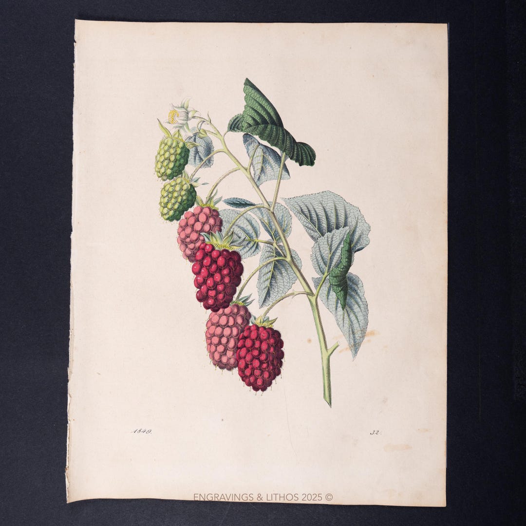 1849 RASPBERRY FRUIT – Antique 1849 Lithograph Print – Original Vintage ...