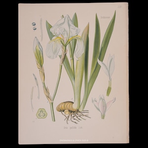 May include: Botanical illustration of an Iris pallida flower. The image shows a detailed drawing of the plant, including the flower, leaves, bulb, and roots. The flower is white with yellow accents, and the leaves are green. The text "Iris pallida Lam" is visible.