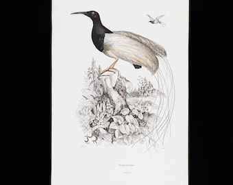 1860's 6 ANTIQUE BIRD Engravings,set of 6 Bird Prints,ornithology