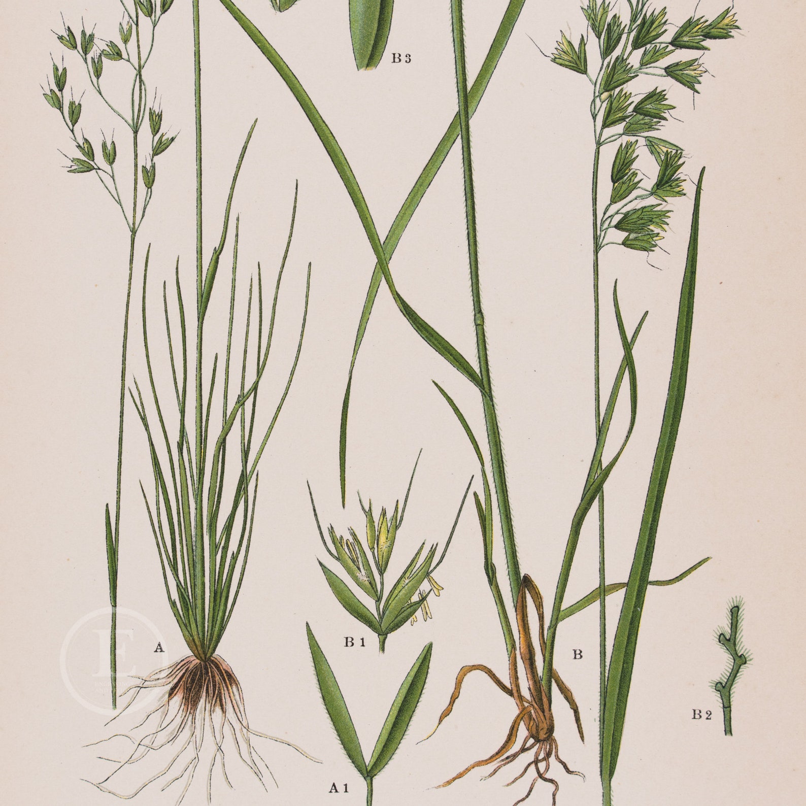 Tinted Hair Grass and Alpine Bentgrass- Botanical Original Antique ...