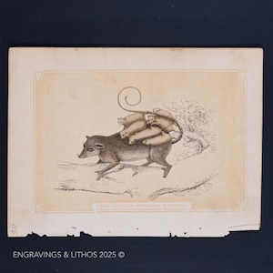 1851 MEXICAN OPOSSUM and YOUNGS – Antique Lithograph –Original The Natural History of the Sacred Scriptures, and Guide to General Zoology