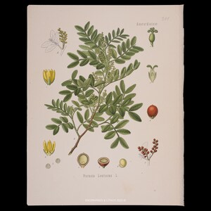 May include: A vintage botanical print of Pistacia Lentiscus L., displaying detailed illustrations of the plant's parts. The artwork includes green leaves, yellow flowers, and red berries, alongside other botanical diagrams. The text "Anacardiaceae" is at the top of the print.