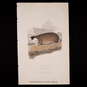 1827 Cape mole-rat (Wildlife Illustration), Hand-Colored Engraving from a French Natural History Book