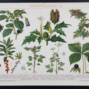 1898  POISONOUS PLANTS II - Rare lithograph plate from Brockhaus&#39; Conversations-Lexikon