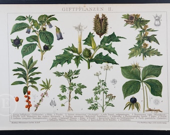 1898  POISONOUS PLANTS II - Rare lithograph plate from Brockhaus' Conversations-Lexikon