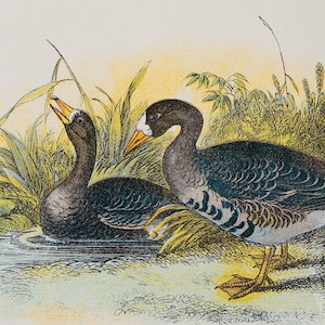 White-fronted Goose - Original color lithography from &quot;A hand-book to the  Birds of Great Britain&quot; by R. Bowdler Sharpe 1896