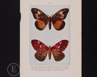 Two Species of Large Moth, Natural Size: Upper, from Brazil; Lower, from Mexico -  -  Original color lithograph circa 1935