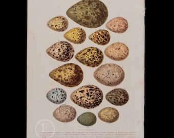 BIRD EGGS: Curlew, Sandpiper, Ringed Plover, Dunlin, Land Rail, Water Hen, Lapwing - Very Rare Original Chromolithographs (circa 1880)