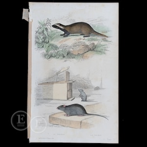 May include: Antique print featuring two animal illustrations. The top image depicts a brown and black weasel-like creature near foliage. The bottom image shows a gray rat and a smaller gray mouse near a wooden structure. Text at the bottom reads "LE CHISON" and "LA SOURIS."