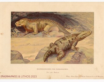 1902 Mastodonsaurus, Teat tooth lizard/Pareiosaurus: Cheek lizard-Vintage print from Tiere der Urwelt (Creatures of the Primitive World)