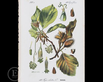 1886 EUROPEAN BEECH  - Flora of Germany, Austria and Switzerland Original Botanical Chromolithograph