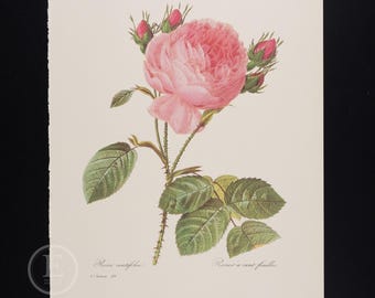 CABBAGE ROSE - Blumen und Früchte von Pierre Redoute - Vintage Edition 1980