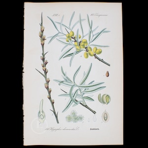 1886 SANDDORN - Selten/Original aus Flora von Deutschland, Österreich und der Schweiz - Selten!