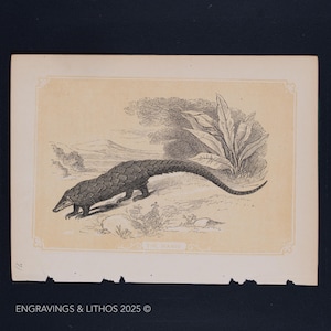 1851 THE MANIS  – Antique Lithograph – Original The Natural History of the Sacred Scriptures, and Guide to General Zoology