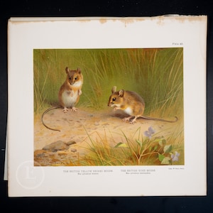 BRITISH MOUSE / Authentic Chromolithograph print &quot;The Mammals of Great Britain and Ireland&quot; by John Guille Millais / Big print 13.5x12 in!
