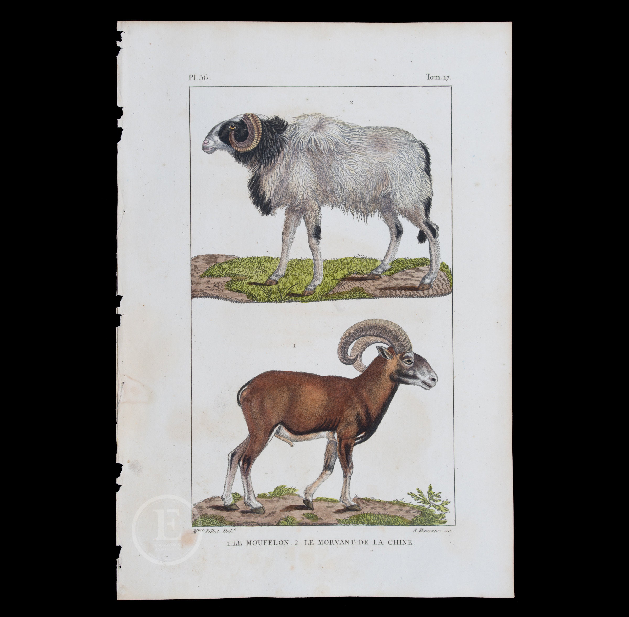 1829年 - 中国のモルヴァンとムフロン - 手彩色鋼版画、ビュフォン 