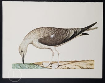 Grabado ornitología Larousse de 1970: Litografía vintage de gaviota común
