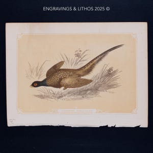 1851 THE COMMON PHEASANT – Antique Lithograph – Original The Natural History of the Sacred Scriptures, and Guide to General Zoology