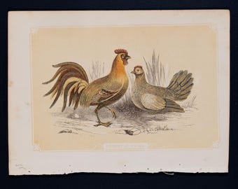 1851 AVES DOMÉSTICAS – Litografía antigua – Original de La historia natural de las Sagradas Escrituras y Guía de zoología general