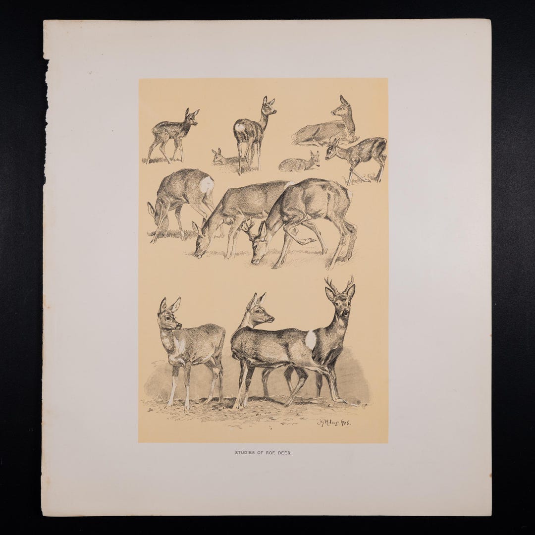 Studies of Roe Deer / Offset Vintage Lithography "the Mammals of Great ...