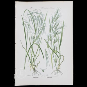 May include: A botanical illustration of two types of grass, Bromus hordaceus and Bromus arvensis. The illustration is in colour and shows the plants in detail, including the leaves, stems, and flowers. The text below the illustration identifies the plants as "Bromus hordaceus" and "Bromus arvensis".