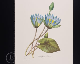 EGYPTIAN LOTUS - Flowers and Fruits by Pierre Redoute - Vintage Edition 1980