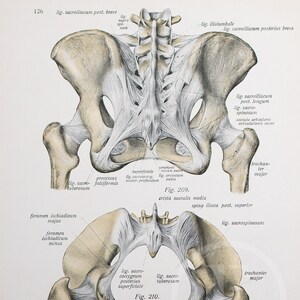 Sacrococcygeal, Sacrotuberous and Hands joint /  Human Anatomy -Descriptive Anatomy Book from 1926 - Printed on both sides!
