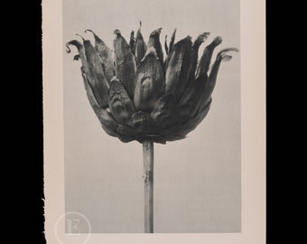 ORIGINAL PHOTOGRAVURE BOTANICAL -  Lacy Phacelia -Russian Knapweed    by Karl Blossfeldt from 1935 -  printed on both sides