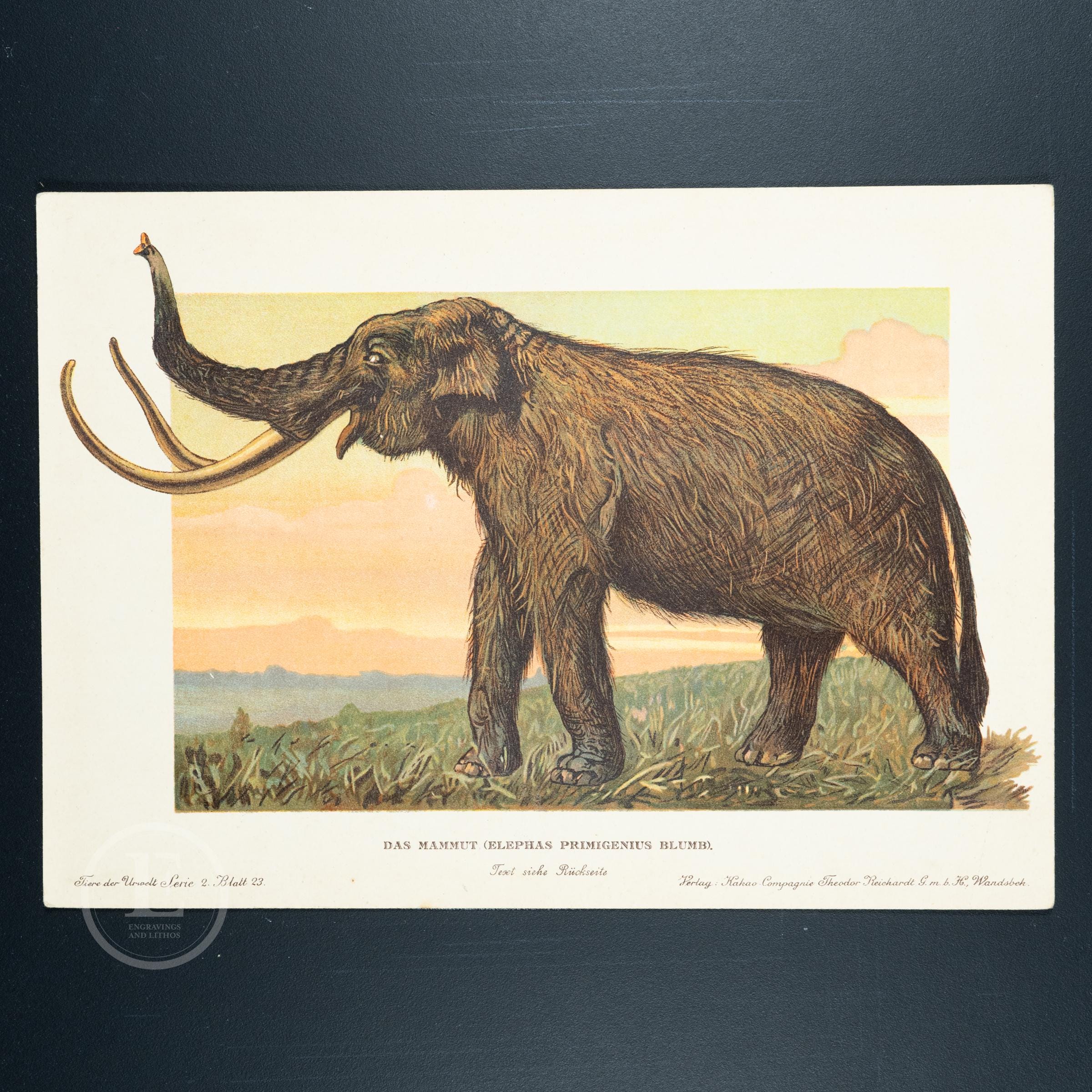 1902 WOOLLY MAMMOTH, Large Mammal from the Pleistocene Epoch  - Vintage print from Tiere der Urwelt (Creatures of the Primitive World)